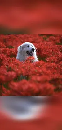 Dog Flower Plant Live Wallpaper