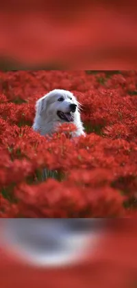 This phone live wallpaper features a serene image of a white dog relaxing in a field of vibrant red flowers, set against a stunning backdrop of lily-pad leaves and a blue sky with fluffy clouds