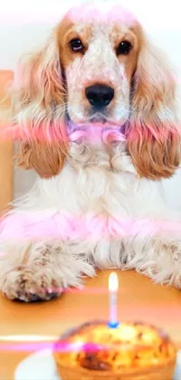 Dog Food Candle Live Wallpaper