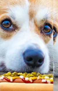 Dog Food Dog Breed Live Wallpaper