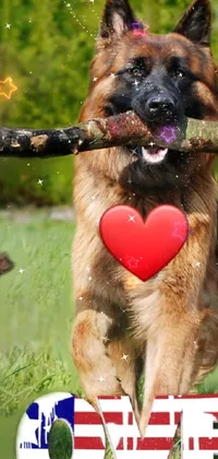 This live wallpaper showcases two German Shepherd dogs playing with a stick in their mouth