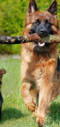 This live wallpaper features a realistic depiction of two dogs, one being a loyal German Shepherd, running together with a stick and a treasure