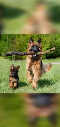 If you're looking for a fun and charming phone live wallpaper, look no further than this German shepherd running with a stick in its mouth! This playful pooch is sure to brighten your day with its energetic antics and contagious enthusiasm