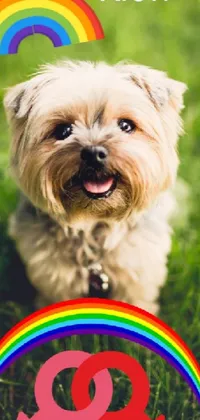 This live wallpaper features a delightful yorkshire terrier adorably standing on a lush green field