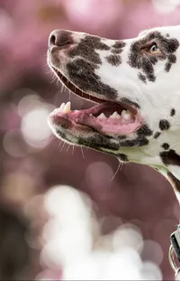 Dog Jaw Carnivore Live Wallpaper
