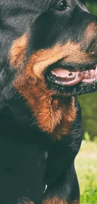 Dog Jaw Carnivore Live Wallpaper