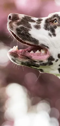 Dog Jaw Dog Breed Live Wallpaper