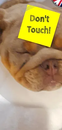 Dog Jaw Dog Breed Live Wallpaper