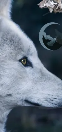 This phone live wallpaper features a stunning close-up of a white wolf's face in profile pose, captured from a wide shot in excellent 4k resolution