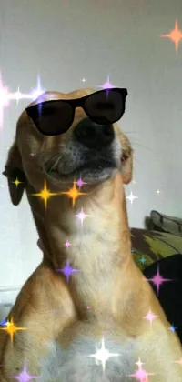 Dog Light Sunglasses Live Wallpaper