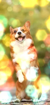This stunning live phone wallpaper features an adorable brown and white corgi dog standing on its hind legs with angelic wings