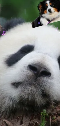 panda Live Wallpaper - free download