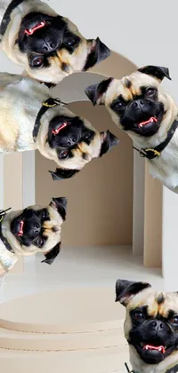 Dog Photograph Vertebrate Live Wallpaper