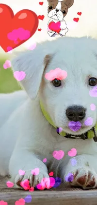 Dog Pink Happy Live Wallpaper