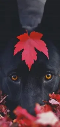 This live phone wallpaper depicts a beautiful black dog adorned with a bright red leaf on its head