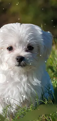 Enhance your phone's look with this adorable live wallpaper featuring a cute white pooch sitting in the lush greenery on a sunny day