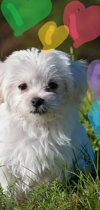 This adorable phone live wallpaper depicts a small white dog sitting atop a vibrant green field surrounded by several colored hearts and paw prints