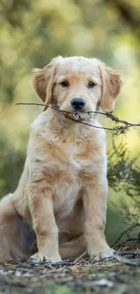 This live wallpaper for your mobile phone showcases a golden retriever dog sitting on a curly branch and holding a stick in its mouth