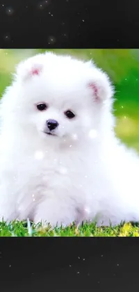This lovely phone live wallpaper showcases a fluffy white dog sitting on a lush green field