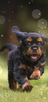 Enjoy the whimsical energy of a playful puppy on your phone screen with this live wallpaper