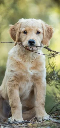 Dog Plant Dog Breed Live Wallpaper