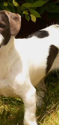 This lively phone live wallpaper showcases an energetic Jack Russel dog standing amidst green grass, as it winks in a friendly manner
