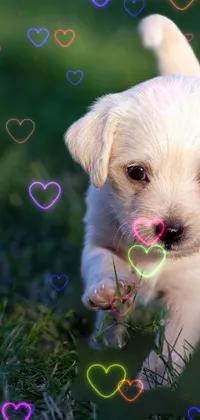 😍 cute dog Live Wallpaper