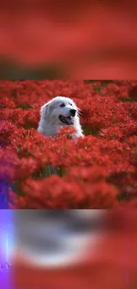 Dog Plant Sky Live Wallpaper