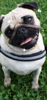 Get a cute live wallpaper of a pug sitting on a green field with a collar around its neck and a leash, smiling happily
