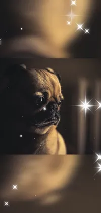 Dog Pug Flash Photography Live Wallpaper