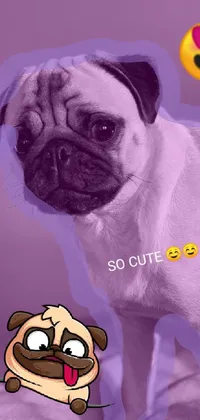 Dog Pug Purple Live Wallpaper