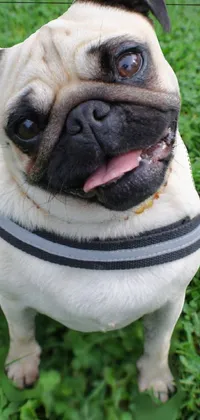 This vibrant live wallpaper features an adorable pug dog sitting on a lush green field with a colorful collar and leash