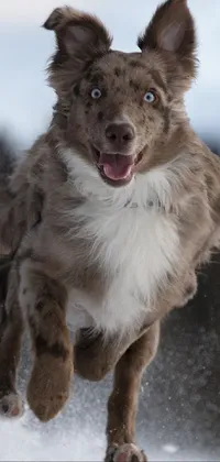 This live phone wallpaper depicts a fluffy brown and white dog, likely an Aussie mix breed, frolicking in the snow