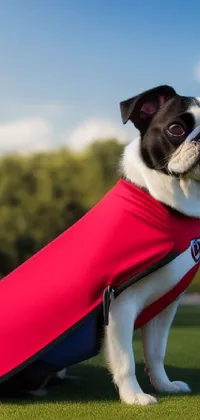 Transform your phone screen into an adorable scene with a black and white pug wearing a red cape