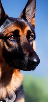 This stunning phone live wallpaper features a close-up of a German Shepherd dog with a collar