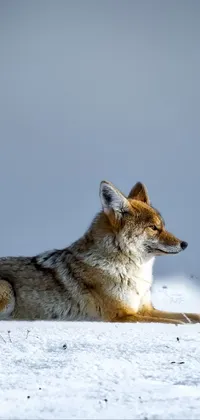 This live phone wallpaper depicts a snow-covered wolf laying down and gazing out over the horizon