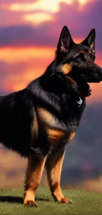Discover the captivating beauty of a digital rendering live wallpaper featuring a majestic German shepherd dog standing atop a lush green field