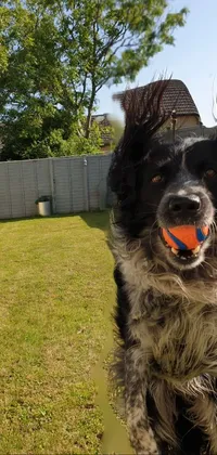 This phone live wallpaper features a playful black and white dog with a ball in its mouth