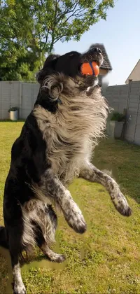 This lively phone live wallpaper features a playful and active arabesque breed dog jumping to catch a frisbee in the air