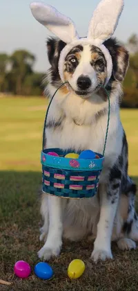 This phone live wallpaper showcases a gorgeous portrait of a furry dog wearing bunny ears and holding a basket of Easter eggs