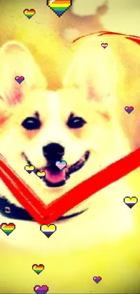 This phone live wallpaper features a shibu inu dog with a bright red ribbon tied in a heart shape around its neck