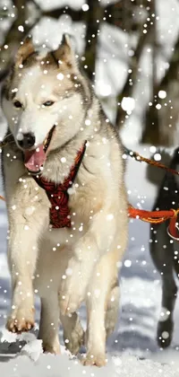 Experience the ultimate winter display on your phone with this live wallpaper featuring a pack of dogs pulling a sled through a beautiful snowy landscape