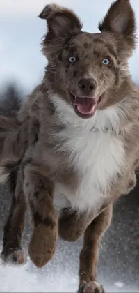 This live wallpaper features a highly detailed close-up of a brown and white dog running through snow