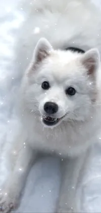 Dog Snow Carnivore Live Wallpaper