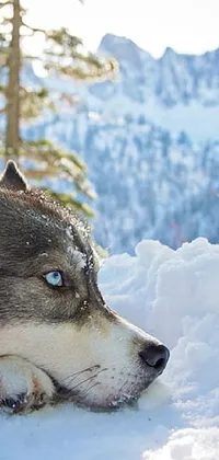 Dog Snow Carnivore Live Wallpaper
