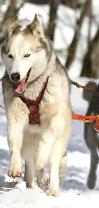 Dog Snow Dog Breed Live Wallpaper