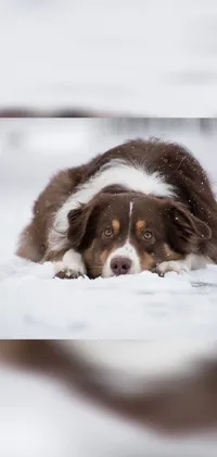 This lovely phone wallpaper displays an adorable brown and white canine relaxing in a snowy landscape