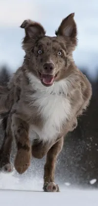 This phone live wallpaper depicts a brown and white dog running through the snow