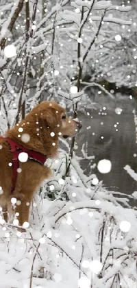Dog Snow Plant Live Wallpaper
