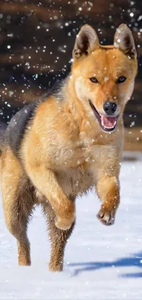 This live phone wallpaper showcases an adorable red dog dashing joyfully across a snowy landscape while fluffy snowflakes lightly drift down